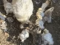Seidenhuhn — Foto 1