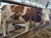 Бұқа, Simmental cattle — 5-сурет