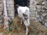 Krowa, Russian Black pied cattle — zdjęcie 5