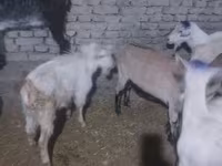 Boucs, Saanen goat — photo 2