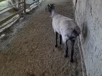 أغنام (دفعة، الجنس غير محدد), Merino sheep — الصورة 5