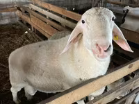 Widder, Assaf sheep — Foto 1