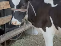 Cow, Holstein breed — photo 1