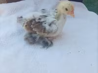 Silkie — photo 4