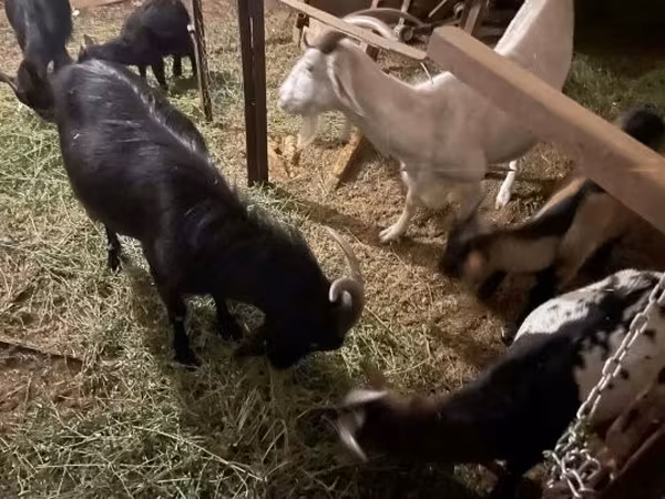 Kozioł, Alpine goat — Węgry