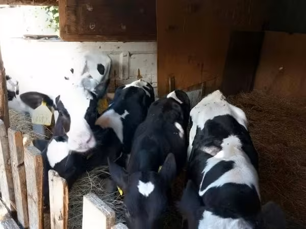 Buğa, Russian Black pied cattle — Macarıstan