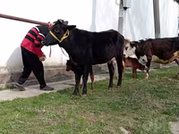 Krowa, Simmental cattle — zdjęcie 3