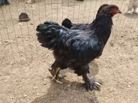 براهما — الصورة 7