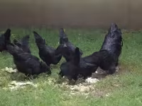 Ayam Cemani — Foto 2
