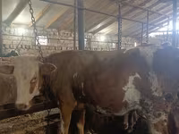 Bull, Cattle — photo 3