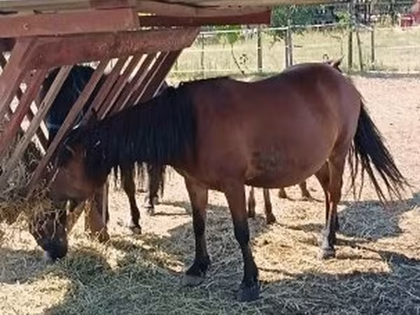 Pastuv, Коњи