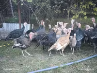 Turkeys — fotografija 3