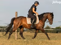 公马, Hungarian horse breed — 照片 2