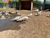 Turkeys — zdjęcie 3