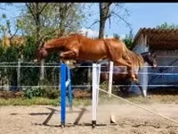 Hengst, Hungarian horse breed — Foto 2