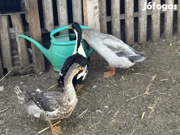 Ducks