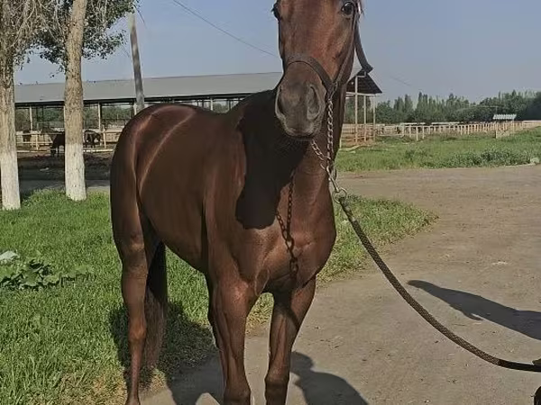 Égua, Thoroughbred horse