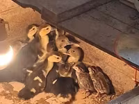 Ducks — الصورة 2