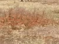 公牛, Simmental cattle — 照片 2