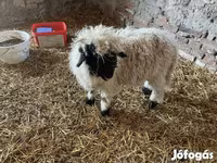 كبش, Wallis Country sheep — الصورة 3