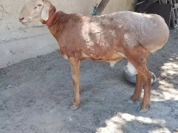 Baran, Arashan sheep