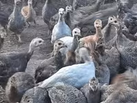 Guinea fowl — الصورة 7