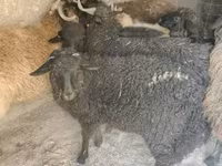 Qoʻchqor, Tsigai sheep — 3-rasm