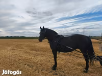 Yegua, Caballos — foto 3