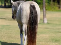 Kobila, Skyros Pony — fotografija 7