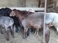 Qoç, Hissar sheep — foto 2