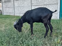 Jarac, Murcia-Granada goats — fotografija 2