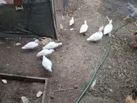 Ducks — Foto 1