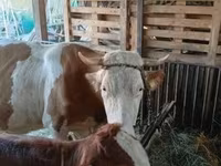 Корова, Simmental cattle — фото 1