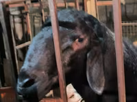 Carneiro, Arashan sheep — foto 2