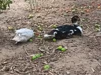 Ducks — zdjęcie 1