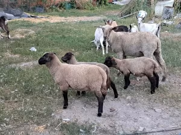 Brebis, Moutons — Hongrie