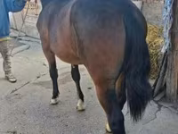 母马, Horses — 照片 4