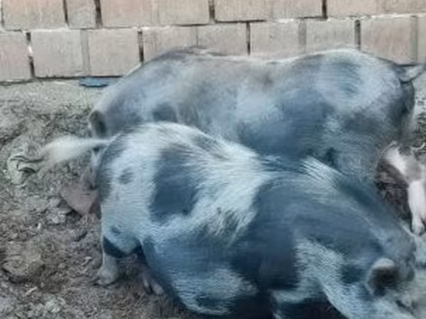 母猪, Pigs