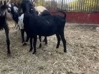 雄ヤギ, Alpine goat — 写真 2