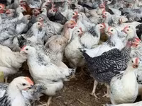 Chickens — 照片 4