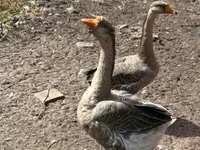 Geese — Foto 2