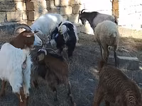 Cabras (lote, sexo não especificado), Cabras — foto 5