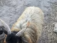 Carnero, Racka sheep — foto 5