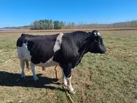Bik, Russian Black pied cattle — fotografija 1