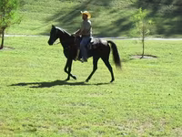 Kobyła, Tennessee Walking Horse — zdjęcie 8