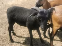 Billy Goat, Goats — photo 5