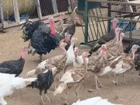 Turkeys — zdjęcie 3
