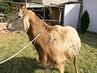 Qoç, Arashan sheep — foto 3