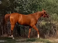 Kobila, Arabian horse — fotografija 2