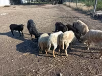 Bélier, Moutons — photo 3